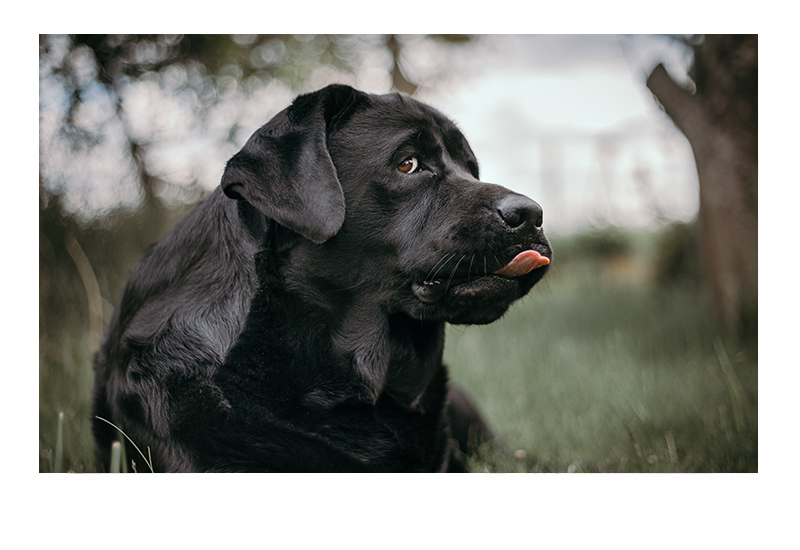 A black Labrador retriever lying on the grass, looking to the side with its tongue slightly sticking out. The background is blurred, showcasing some greenery and a tree trunk, perhaps waiting for its next visit to the vet.