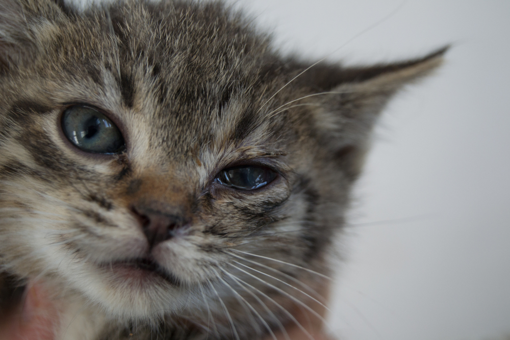 A close-up of a gray tabby kitten with blue eyes. The kitten's right eye appears a bit squinted or irritated, suggesting it might need a visit to the veterinarian. Its fur looks slightly messy against the backdrop of a plain, light color.