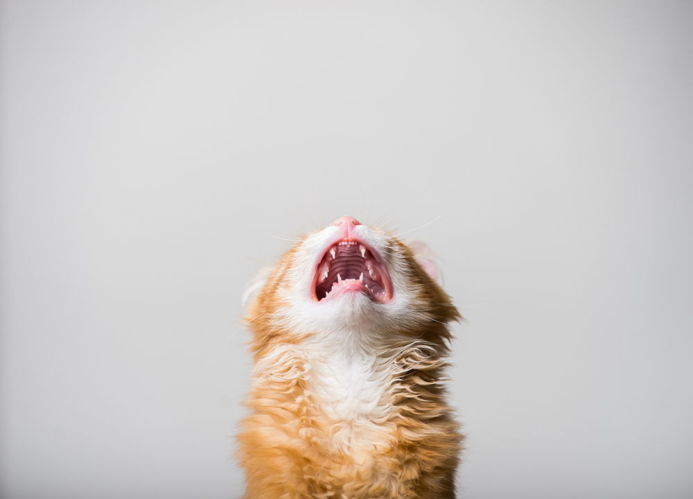 A close-up of an orange and white cat with its mouth wide open, showing sharp teeth. The angle of the shot is from below, emphasizing the cat's open mouth, as if it's reacting to a visit to the veterinarian. The background is plain white.