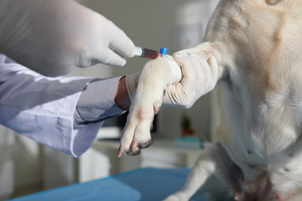 A veterinarian, wearing white gloves and a lab coat, is drawing blood from a dog's leg using a syringe. The dog's fur is white, and the setting appears to be a veterinary clinic with medical tools and equipment in the background.