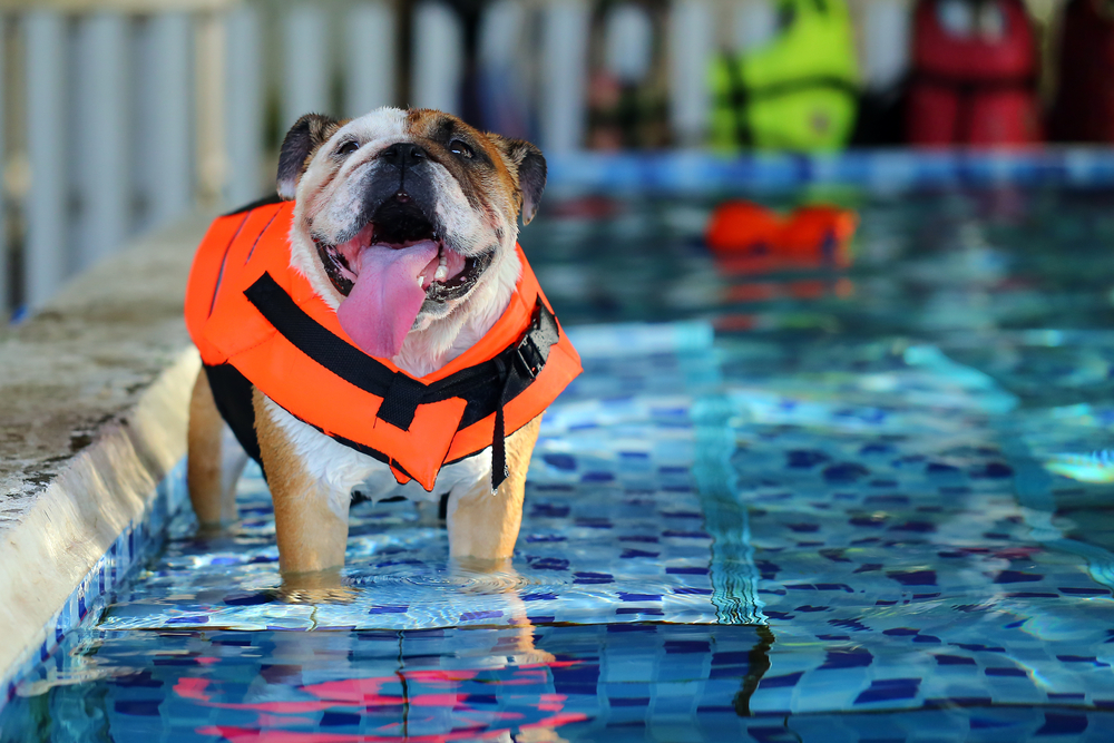 A dog wearing an orange life jacket stands in a swimming pool, its tongue hanging out and a happy expression on its face. The pool has a blue-tiled edge and various accessories visible in the background, as if ready to impress any visiting veterinarian.