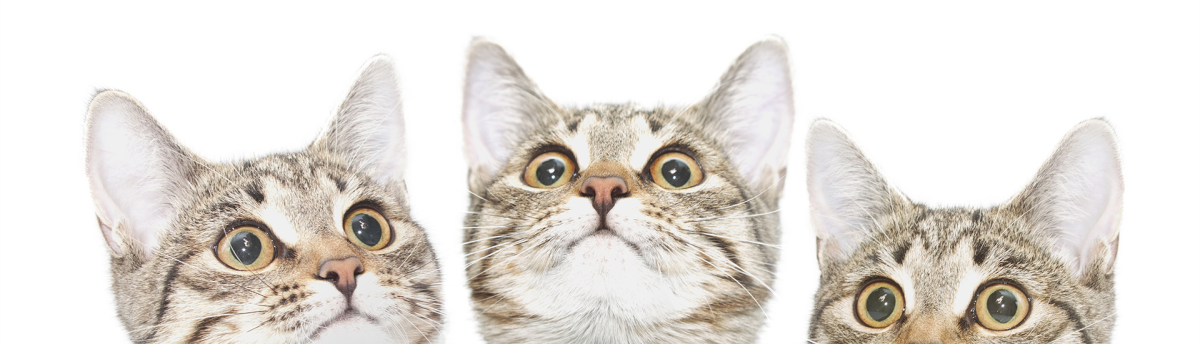 cat-page-bottom
